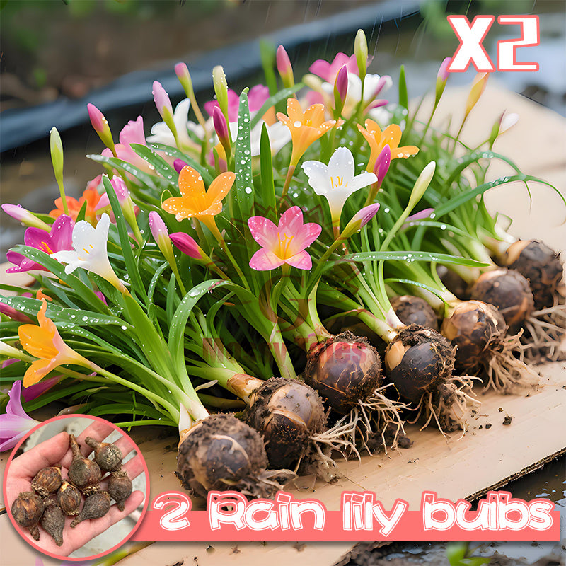 2 rain lily bulbs | Easy-to-grow perennial | Blooms profusely after rain | Adds vibrant color to garden beds and patio potted plants