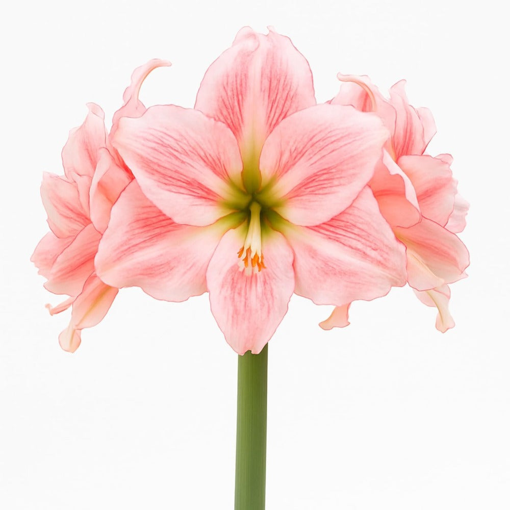 Striped Amaryllis Bulbs – Large red flowers with white strokes | Indoor and outdoor flowering bulbous plants