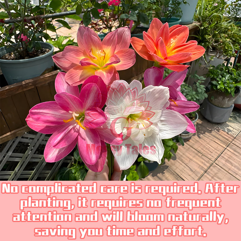 2 rain lily bulbs | Easy-to-grow perennial | Blooms profusely after rain | Adds vibrant color to garden beds and patio potted plants