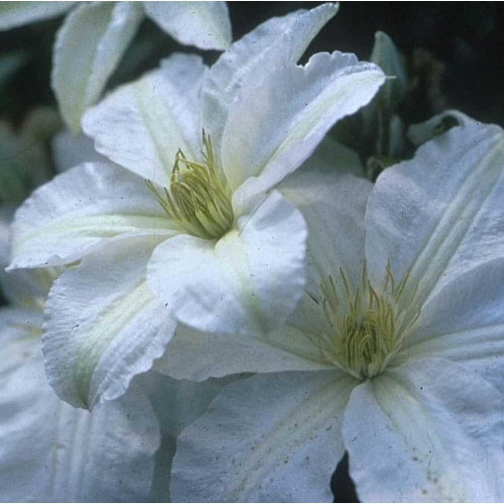 Clematis seeds, 30 seeds, garden climbing vine