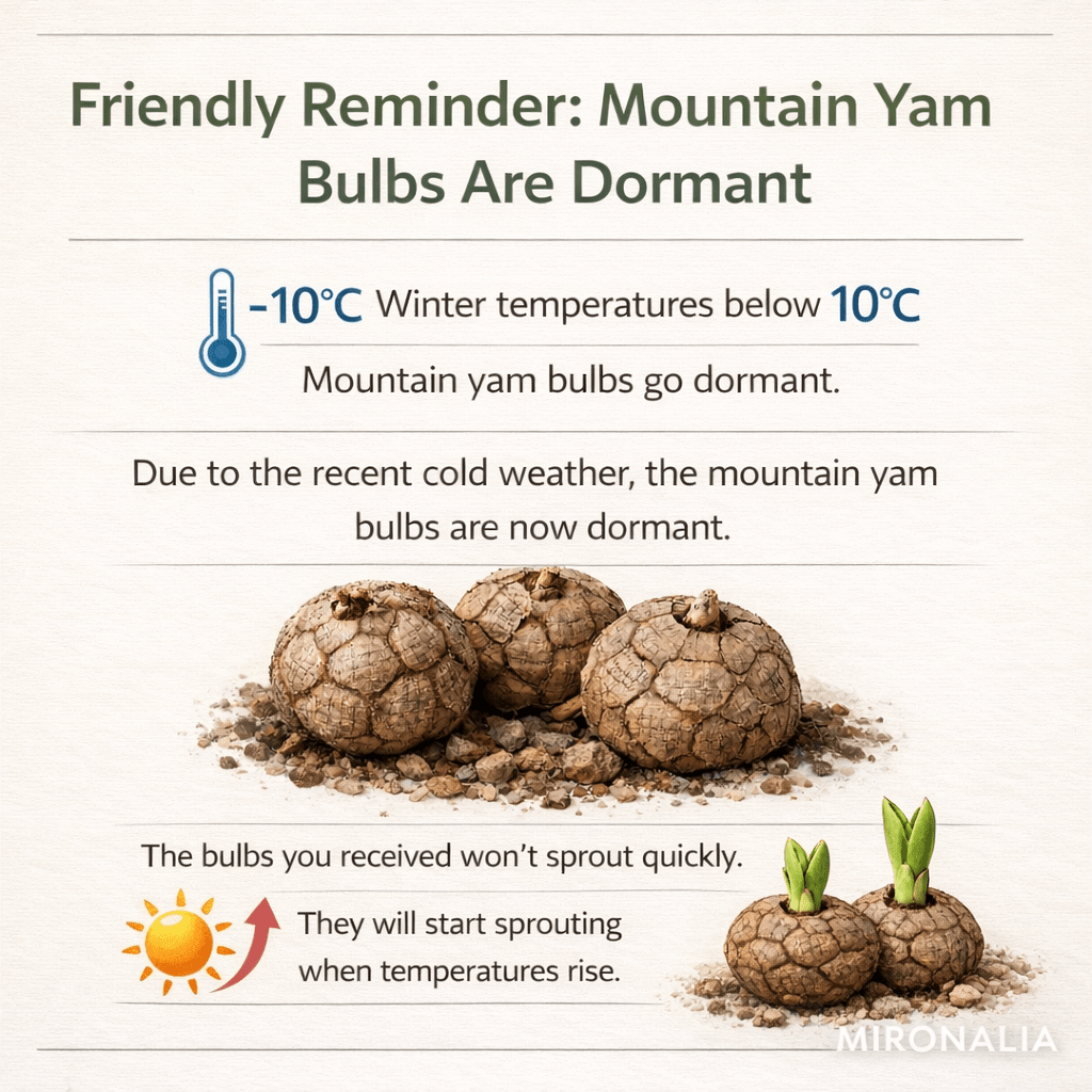 2 bulbs, not seeds, with a bulb diameter of 3-5 cm, suitable for indoor and outdoor garden planting