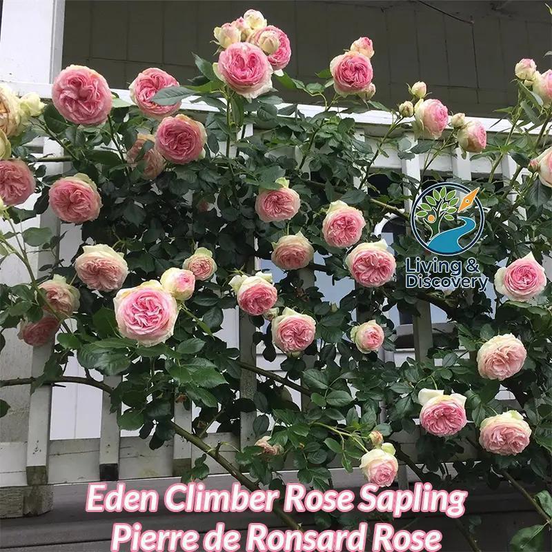 Eden Pink Climbing Rose Live Plant Sapling, 5-8\