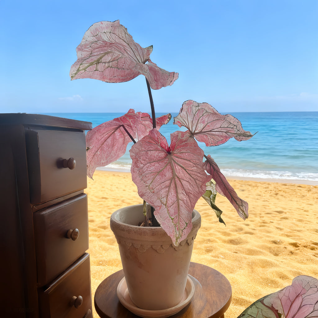 1 Plantable Caladium Bulb+1 pack of flower seeds, Pink series, white series, pink splash series