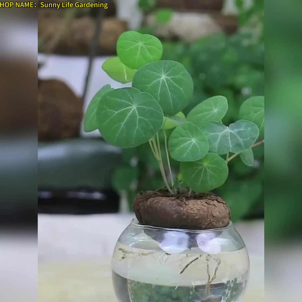 2 bulbs, not seeds, with a bulb diameter of 3-5 cm, suitable for indoor and outdoor garden planting