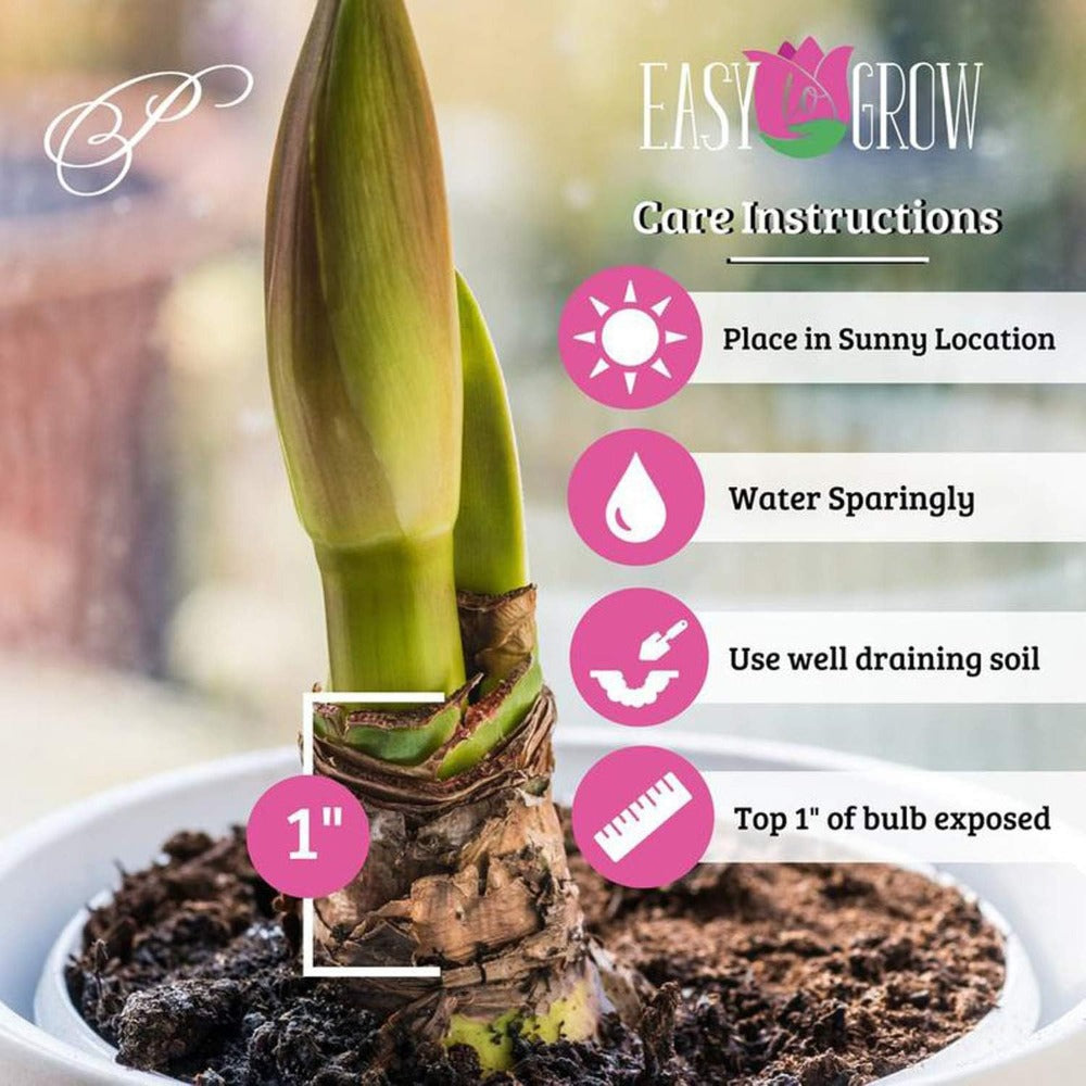 1 Amaryllis bulb