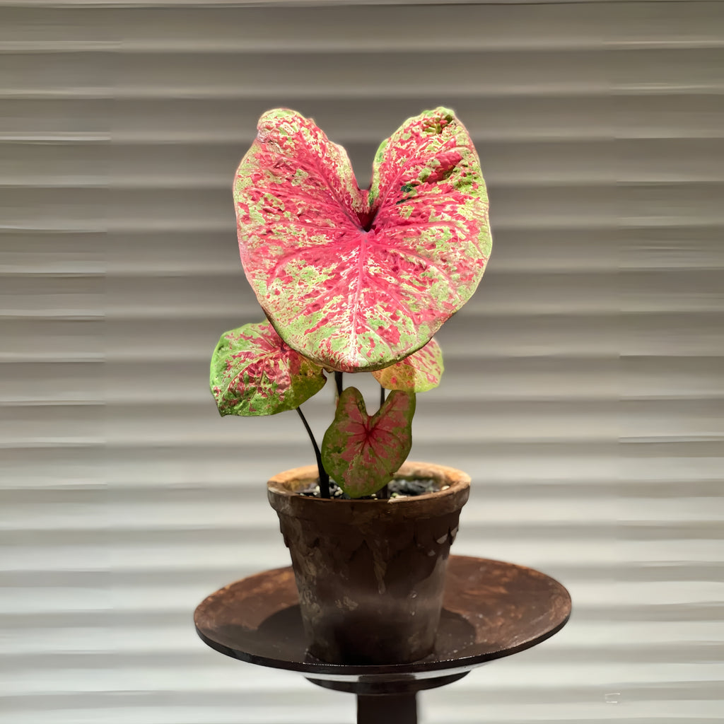 1 Plantable Caladium Bulb+1 pack of flower seeds, Pink series, white series, pink splash series