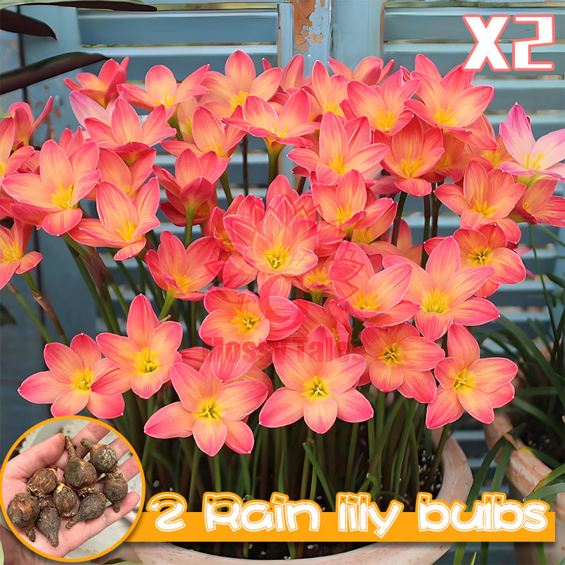 2 rain lily bulbs | Easy-to-grow perennial | Blooms profusely after rain | Adds vibrant color to garden beds and patio potted plants