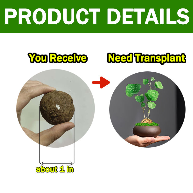 2 bulbs, not seeds, with a bulb diameter of 3-5 cm, suitable for indoor and outdoor garden planting