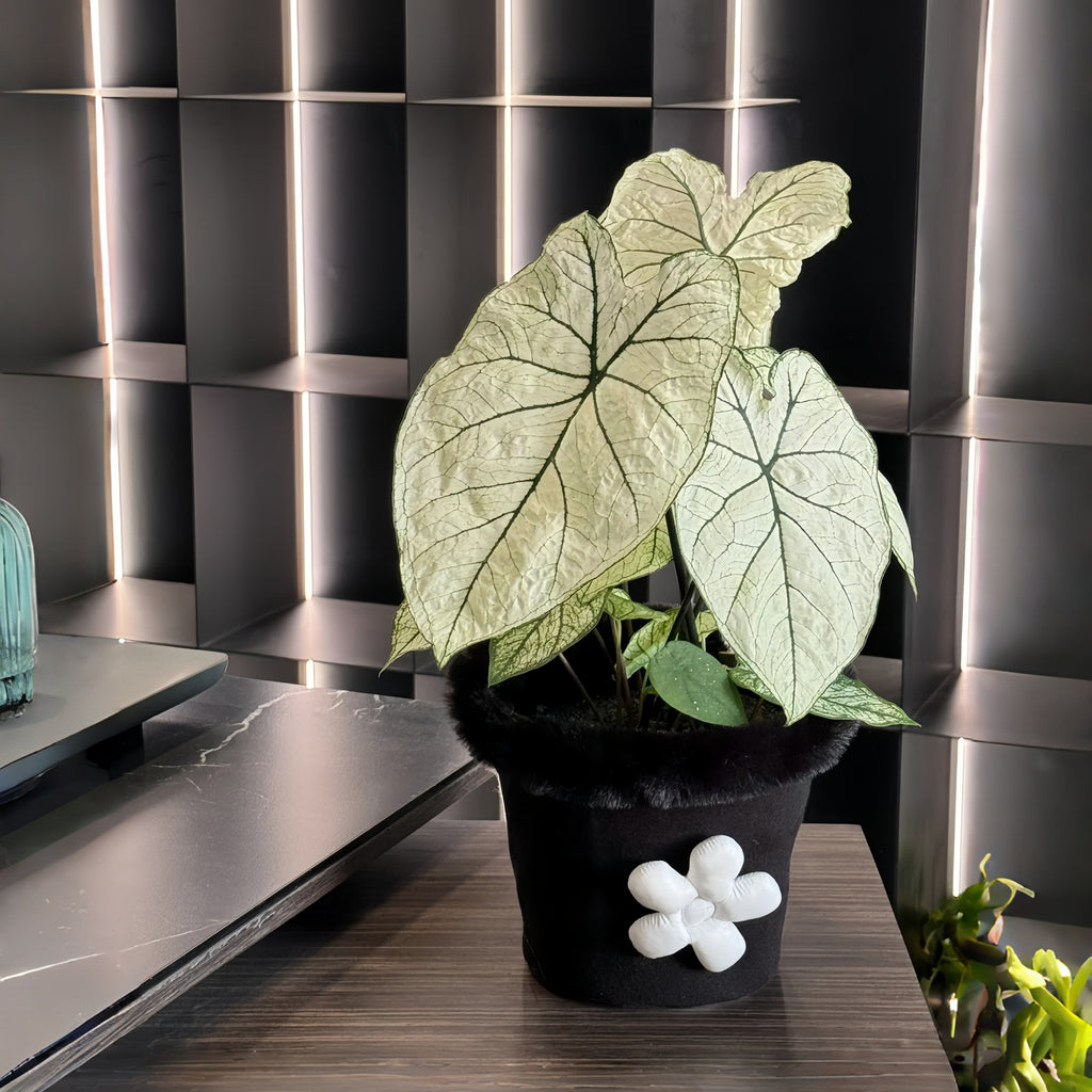 1 Plantable Caladium Bulb+1 pack of flower seeds, Pink series, white series, pink splash series