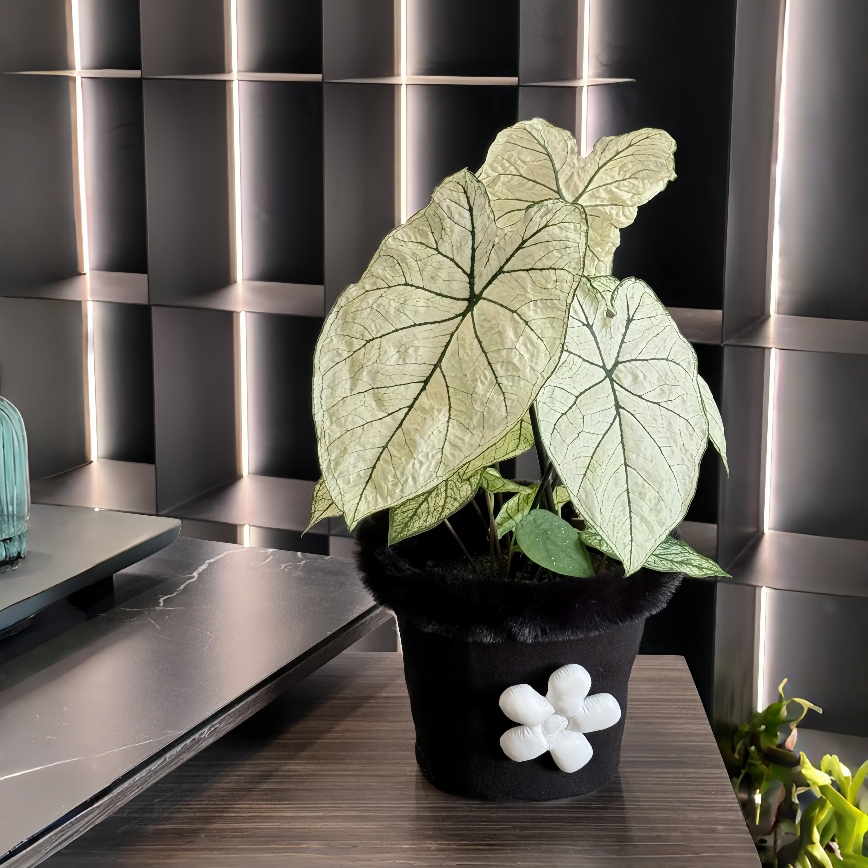 1 Plantable Caladium Bulb+1 pack of flower seeds, Pink series, white series, pink splash series