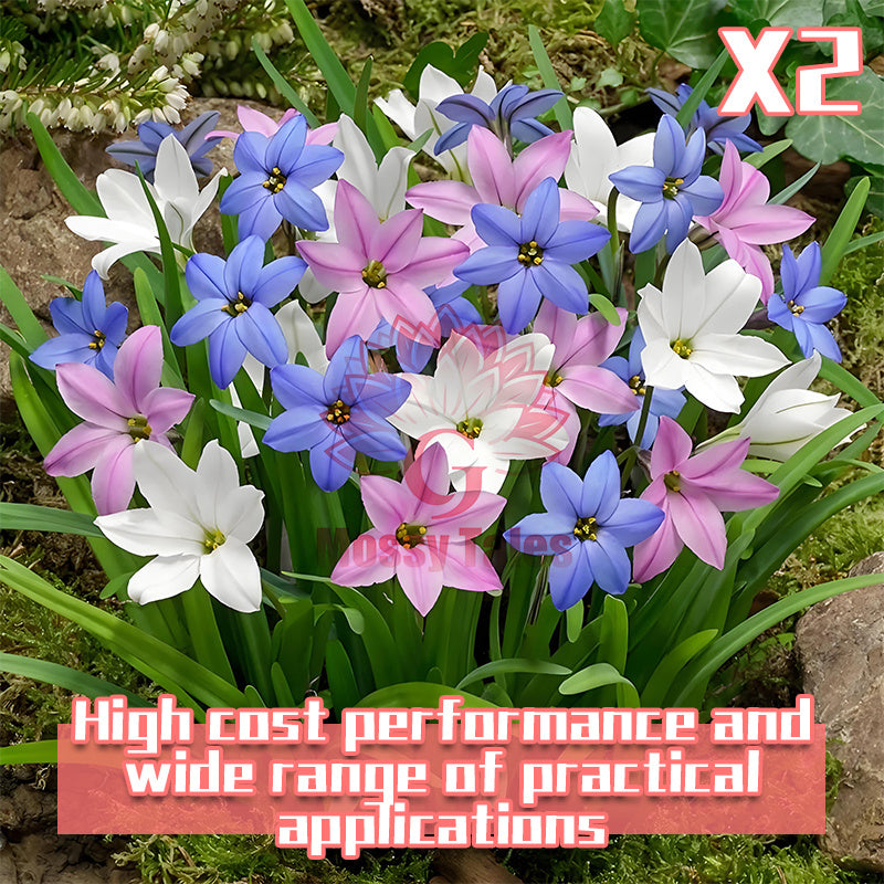 2 rain lily bulbs | Easy-to-grow perennial | Blooms profusely after rain | Adds vibrant color to garden beds and patio potted plants