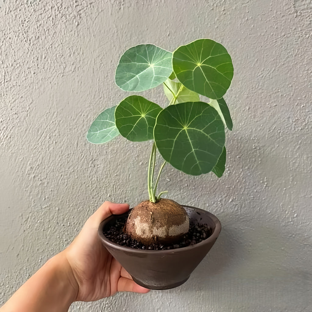 2 bulbs, not seeds, with a bulb diameter of 3-5 cm, suitable for indoor and outdoor garden planting