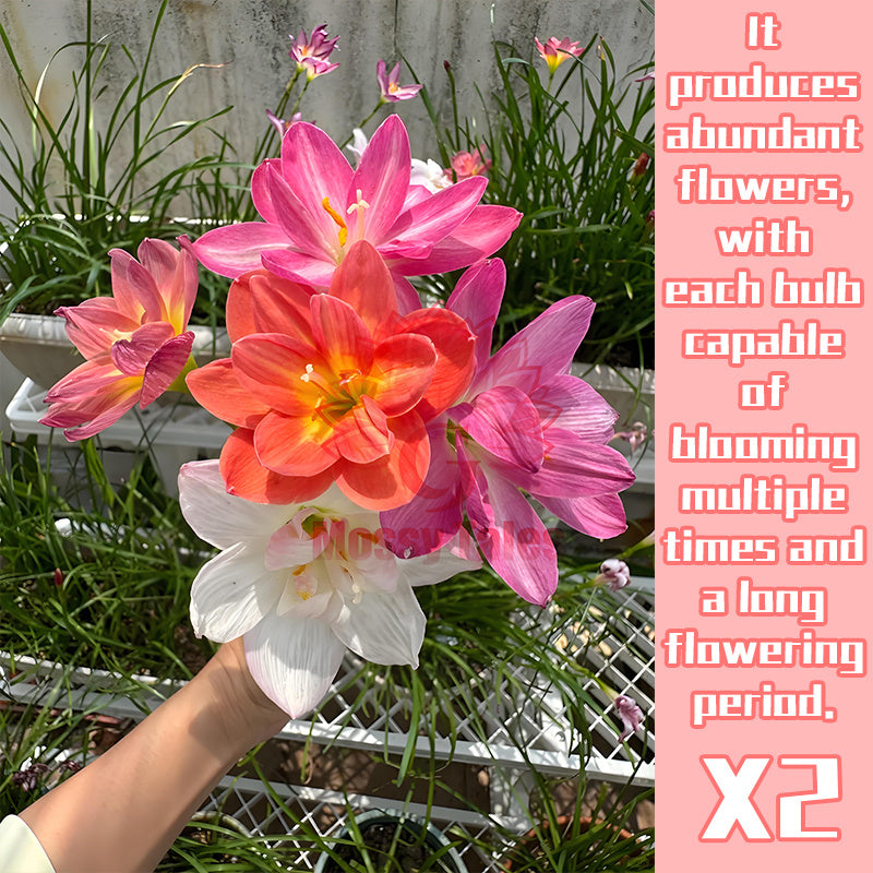 2 rain lily bulbs | Easy-to-grow perennial | Blooms profusely after rain | Adds vibrant color to garden beds and patio potted plants