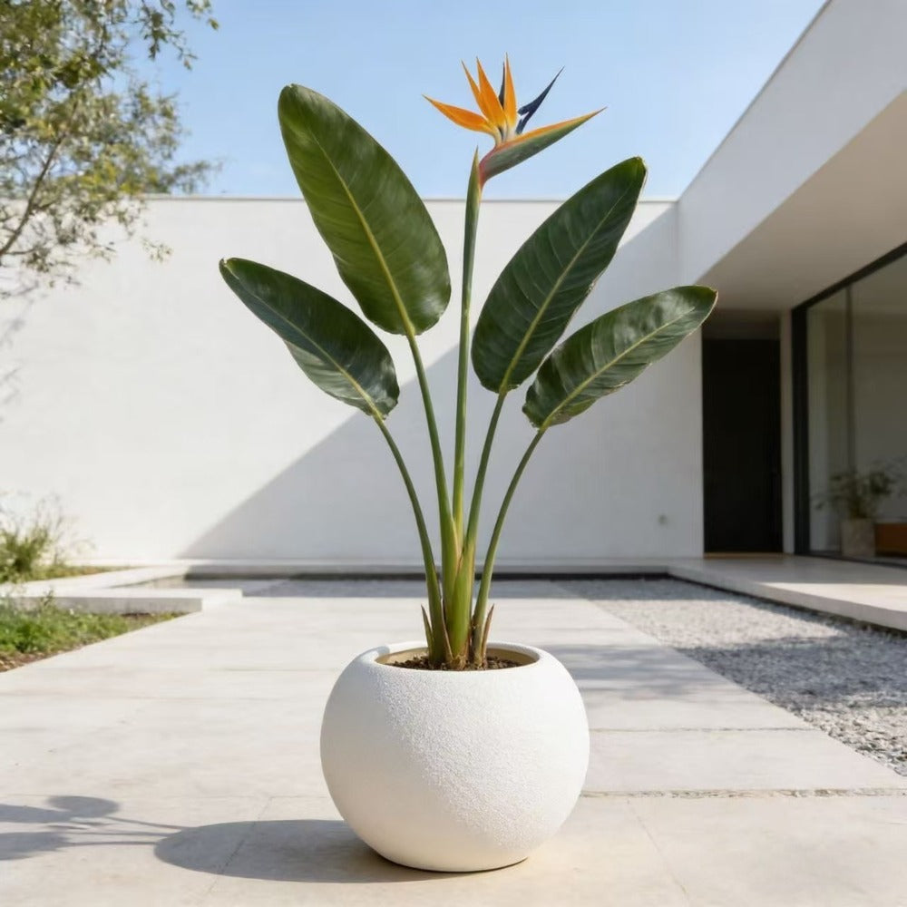 Set of 2 Contemporary Egg-Shaped Plastic Pots Designed for Both Indoor And Outdoor Use, Perfect for Houseplants, Succulents, Flowers, And Cacti. These Pots Serve As Stylish Garden And Home Decorations