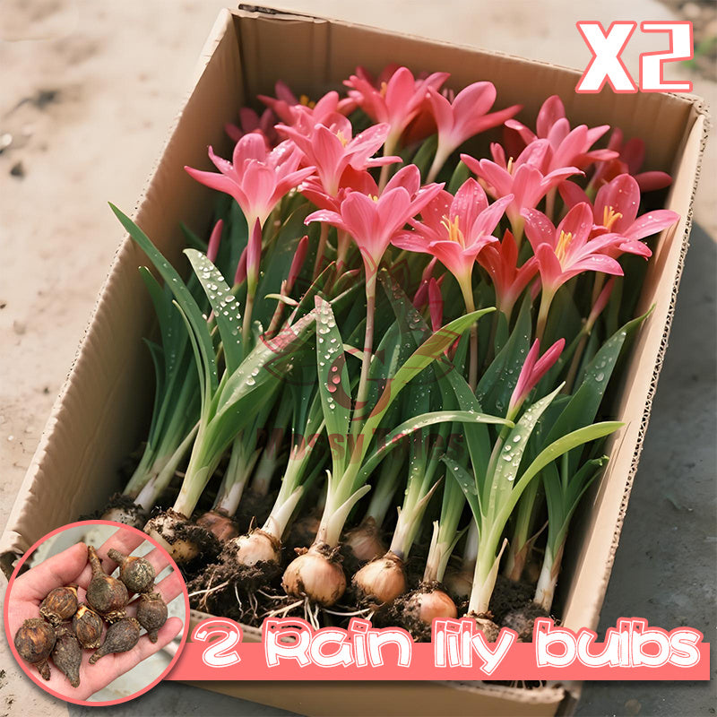 2 rain lily bulbs | Easy-to-grow perennial | Blooms profusely after rain | Adds vibrant color to garden beds and patio potted plants