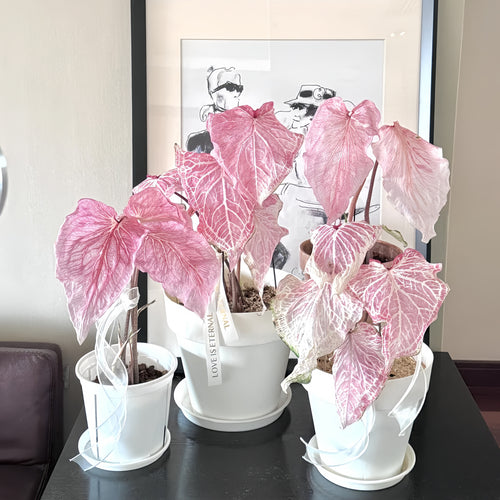 1 Plantable Caladium Bulb+1 pack of flower seeds, Pink series, white series, pink splash series