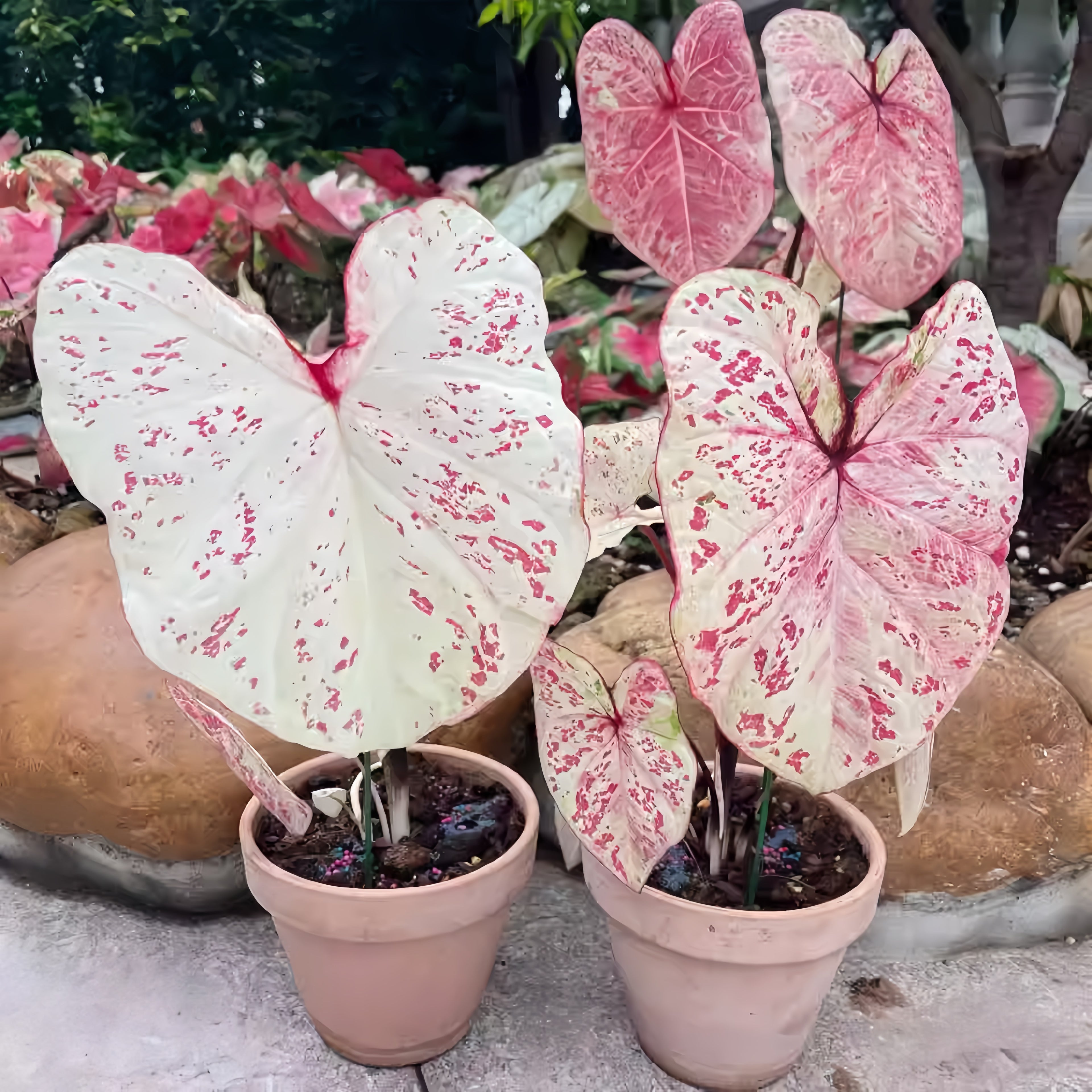 1 Plantable Caladium Bulb+1 pack of flower seeds, Pink series, white series, pink splash series