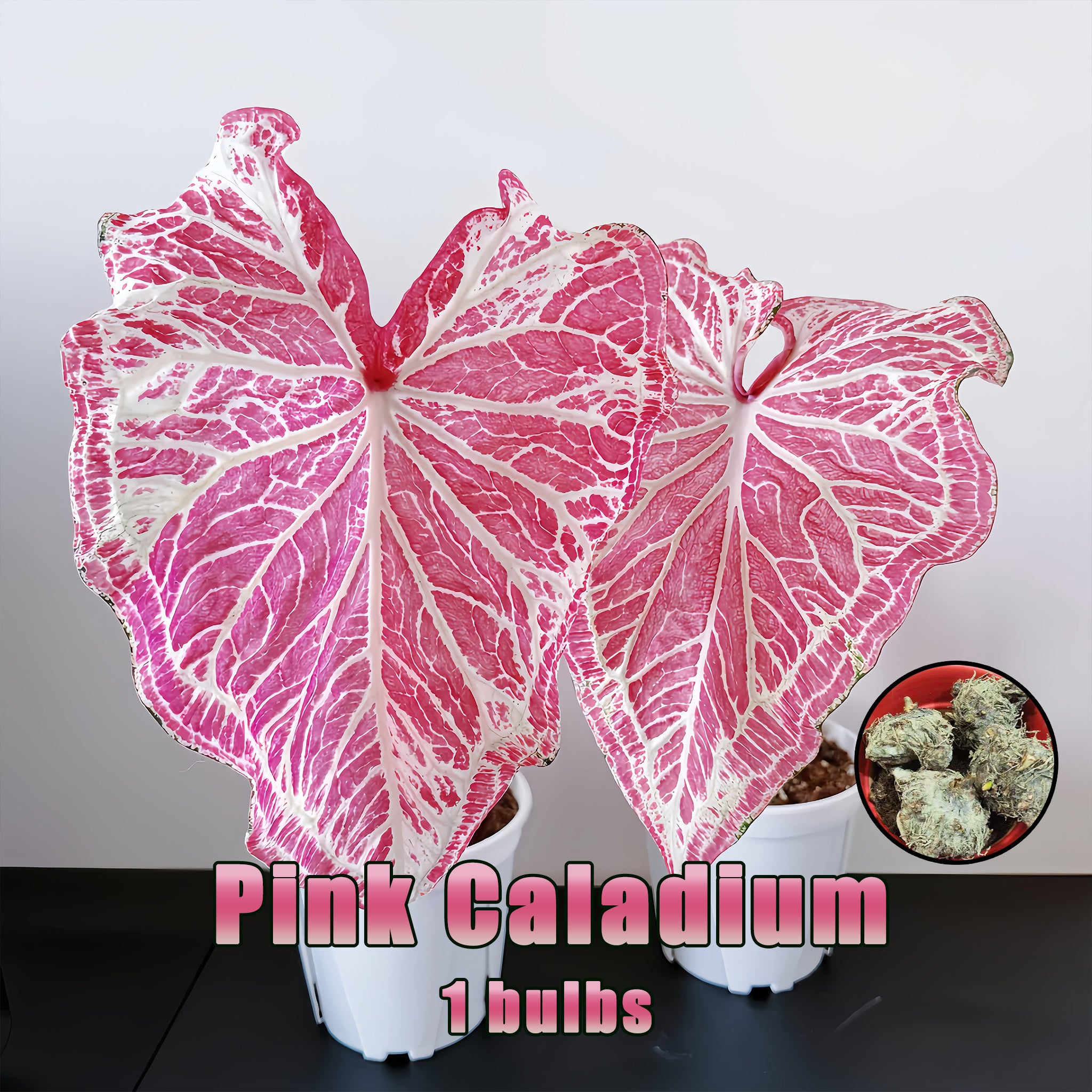 1 Plantable Caladium Bulb+1 pack of flower seeds, Pink series, white series, pink splash series