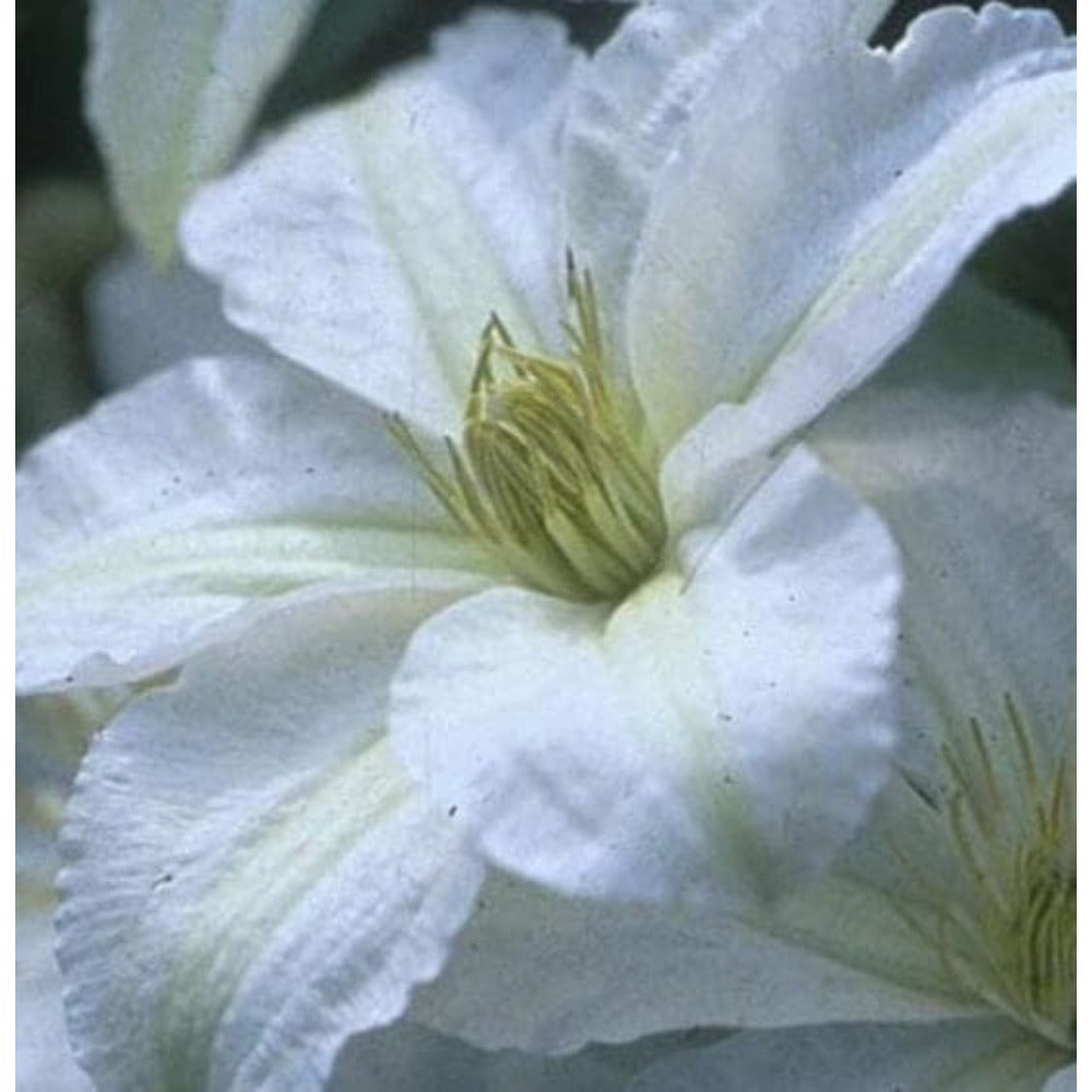 Clematis seeds, 30 seeds, garden climbing vine