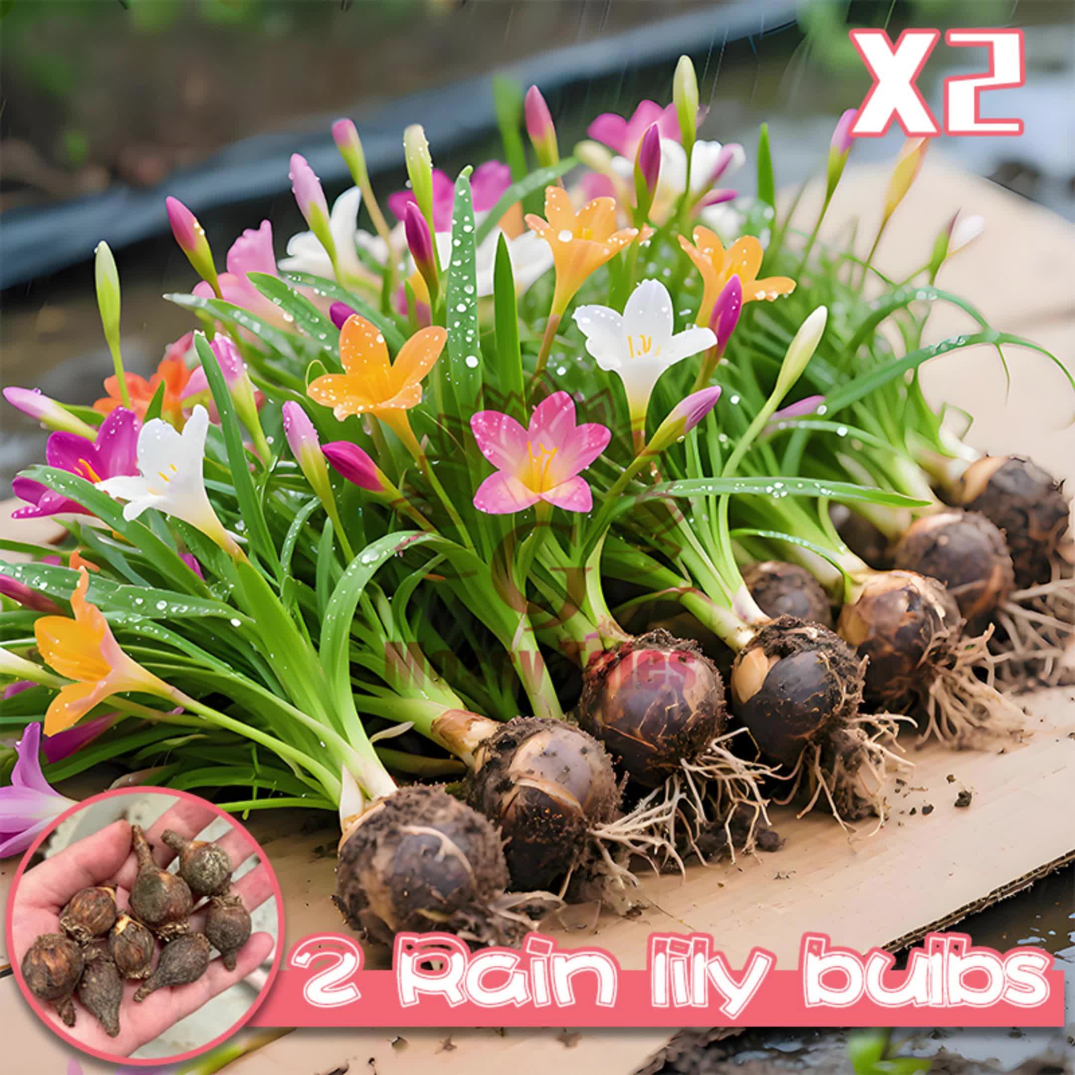 2 rain lily bulbs | Easy-to-grow perennial | Blooms profusely after rain | Adds vibrant color to garden beds and patio potted plants