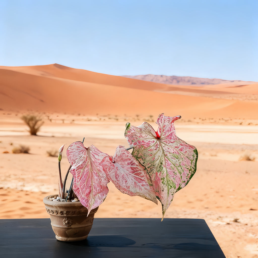 1 Plantable Caladium Bulb+1 pack of flower seeds, Pink series, white series, pink splash series