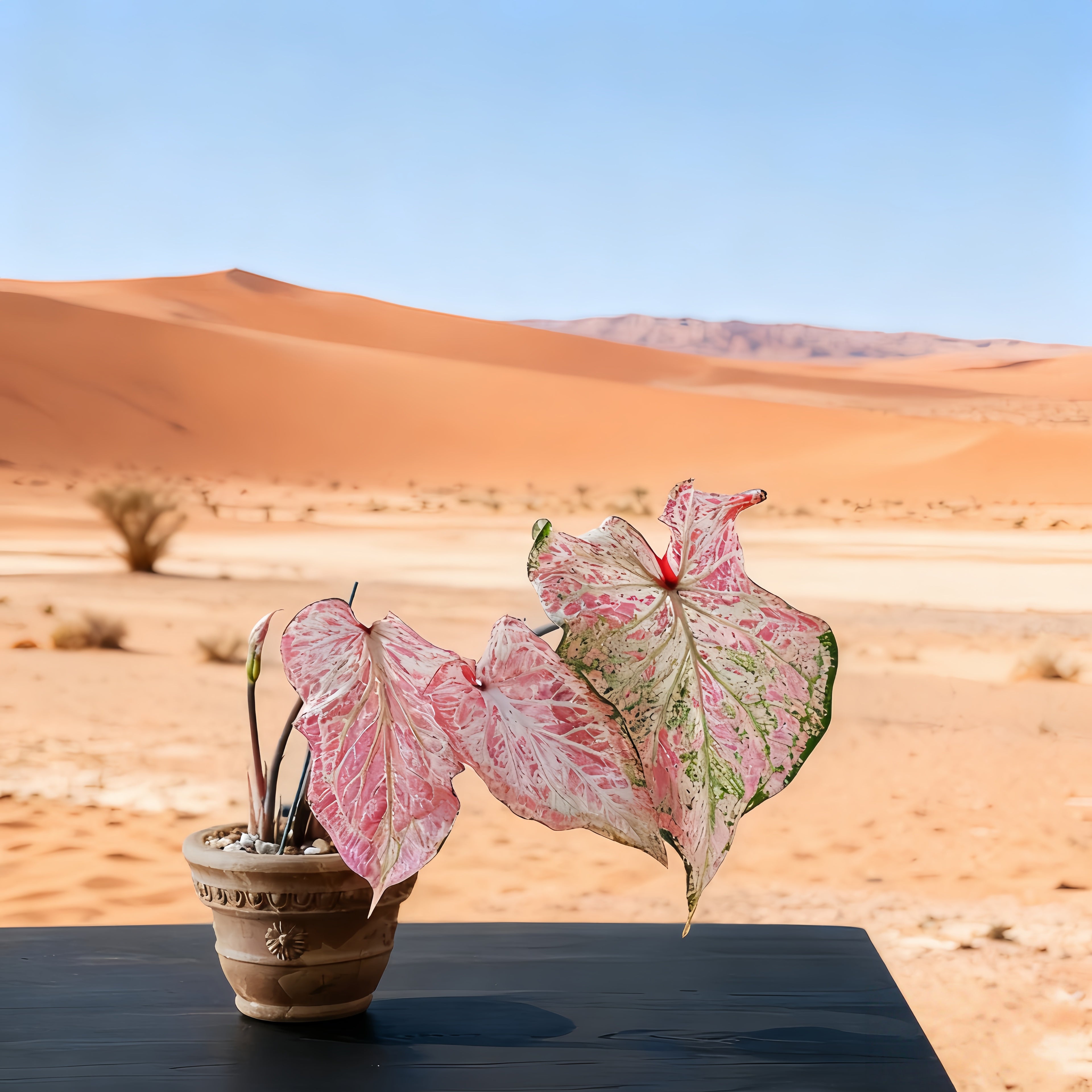 1 Plantable Caladium Bulb+1 pack of flower seeds, Pink series, white series, pink splash series