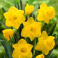 Dutch Master Daffodil (Narcissus) Seeds - Sunny Yellow Trumpets For Joyful Spring Garden Displays
