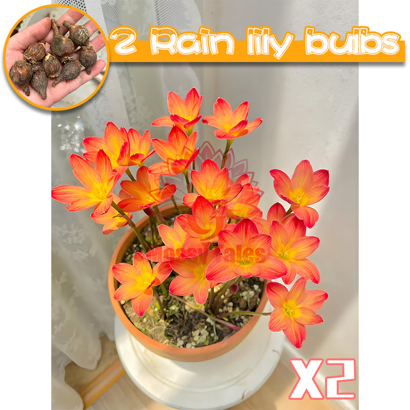 2 rain lily bulbs | Easy-to-grow perennial | Blooms profusely after rain | Adds vibrant color to garden beds and patio potted plants