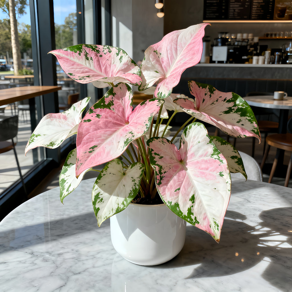 1 Plantable Caladium Bulb+1 pack of flower seeds, Pink series, white series, pink splash series