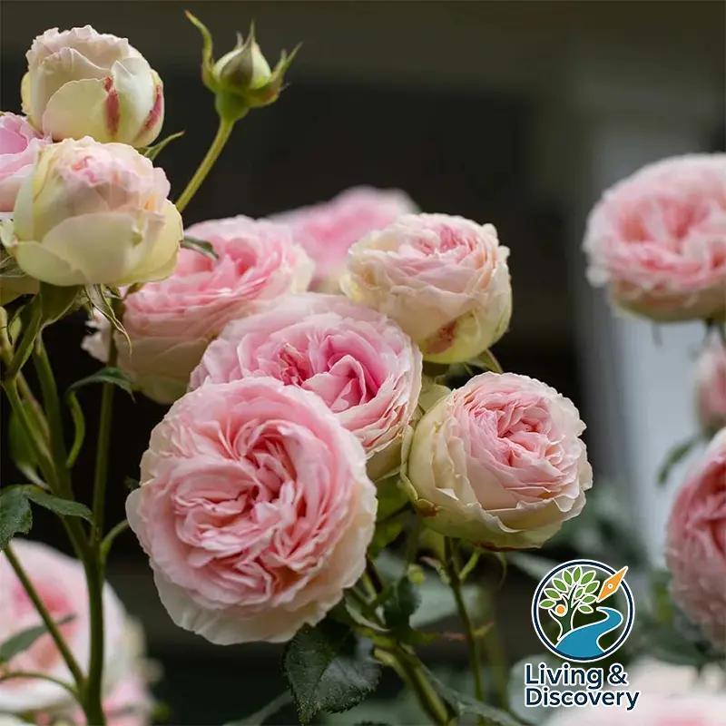 Eden Pink Climbing Rose Live Plant Sapling, 5-8\