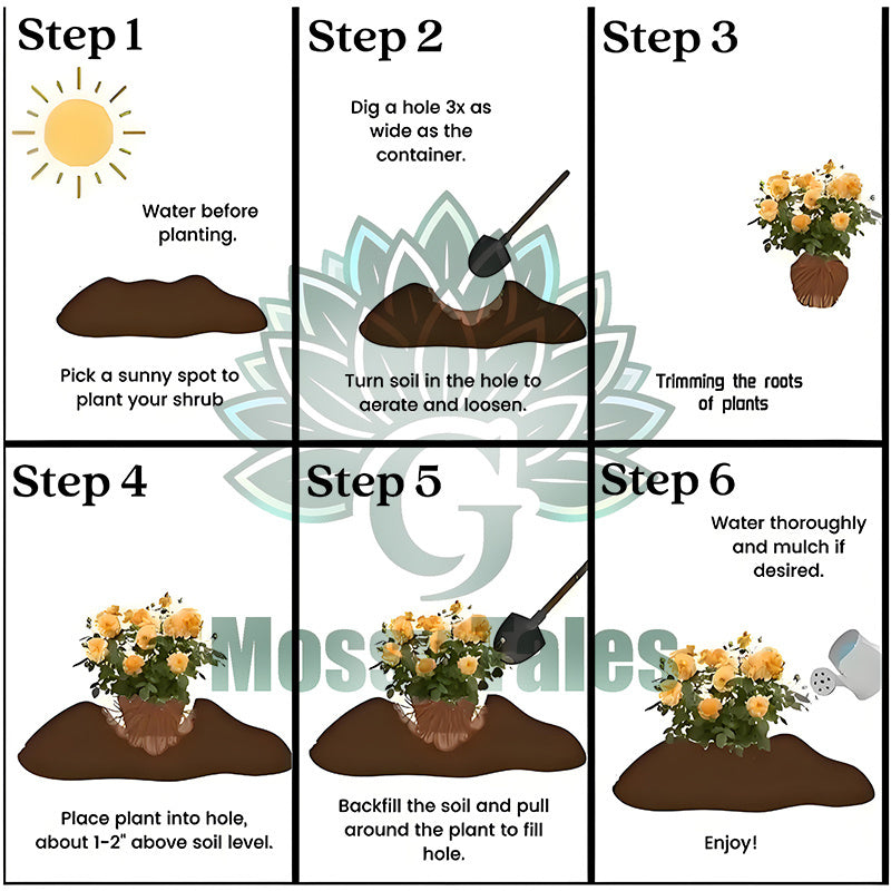 Eden Pink Climbing Rose Live Plant Sapling, 5-8\