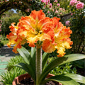 Amaryllis: Ideal for Rock Gardens, Pollinator Landscapes & Indoor\u002Foutdoor Settings