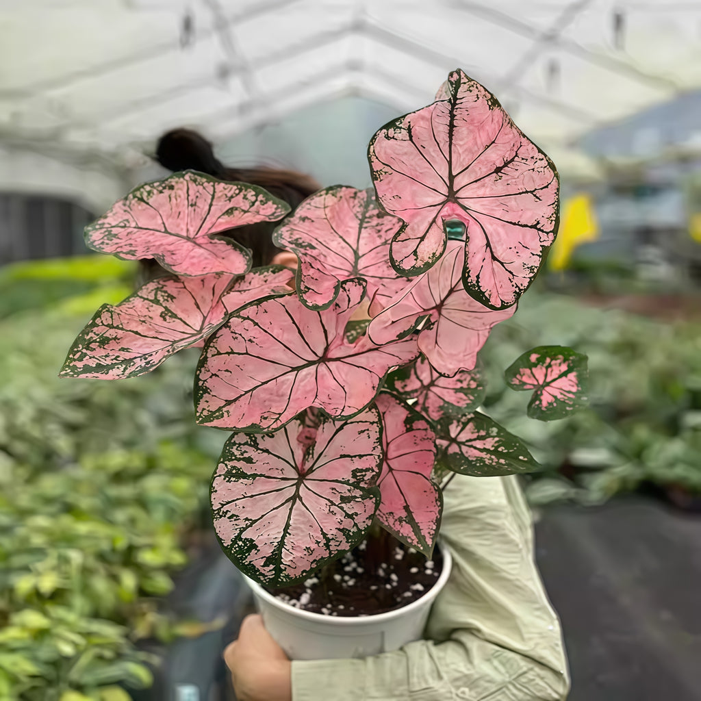 1 Plantable Caladium Bulb+1 pack of flower seeds, Pink series, white series, pink splash series