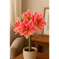 Striped Amaryllis Bulbs – Large red flowers with white strokes | Indoor and outdoor flowering bulbous plants
