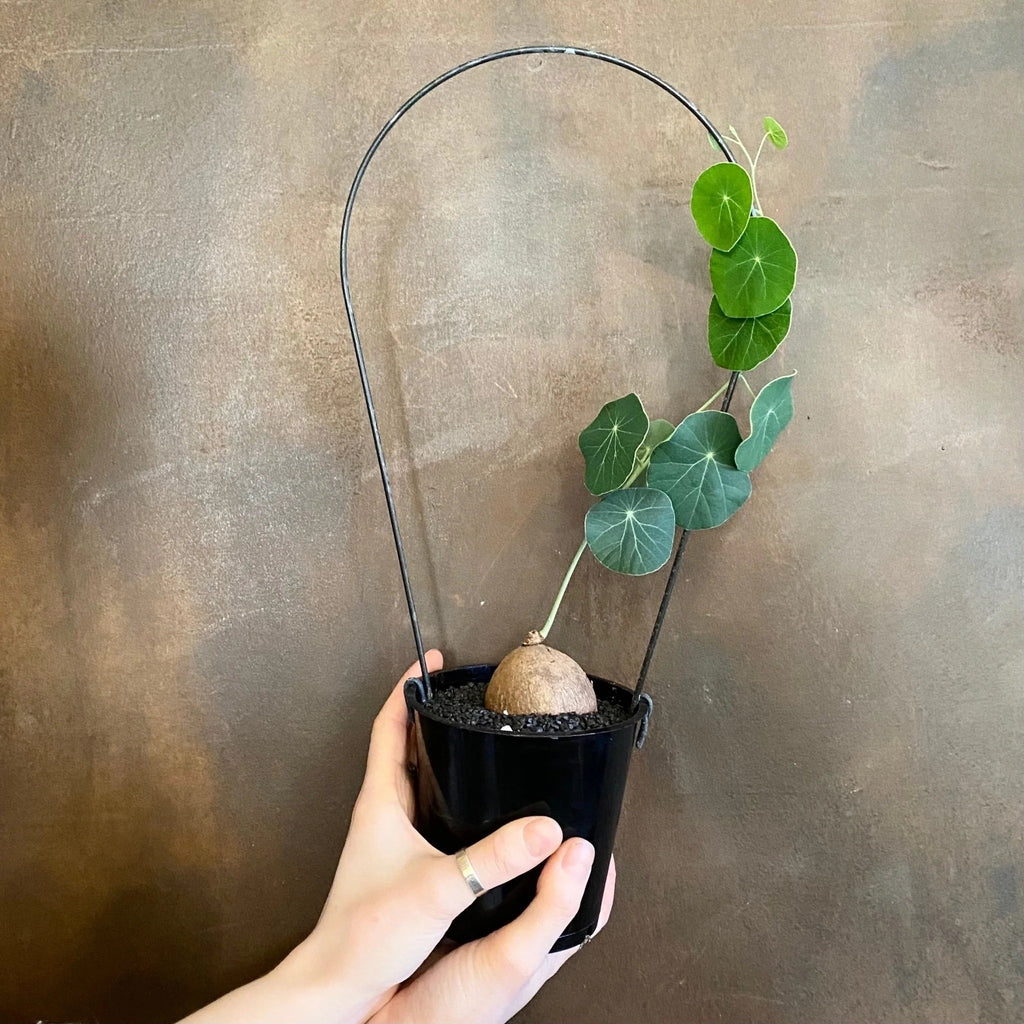 2 bulbs, not seeds, with a bulb diameter of 3-5 cm, suitable for indoor and outdoor garden planting