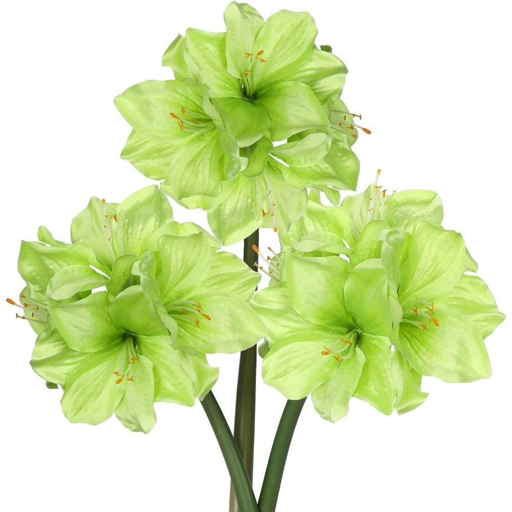 1 Amaryllis bulb