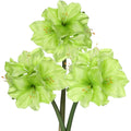 1 Amaryllis bulb