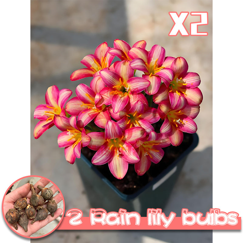 2 rain lily bulbs | Easy-to-grow perennial | Blooms profusely after rain | Adds vibrant color to garden beds and patio potted plants
