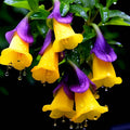 100pcs Hummingbird Trumpet Vine Plant Seeds-Trumpet Creeper Seeds Non-GMO Heirloom Flower Seed