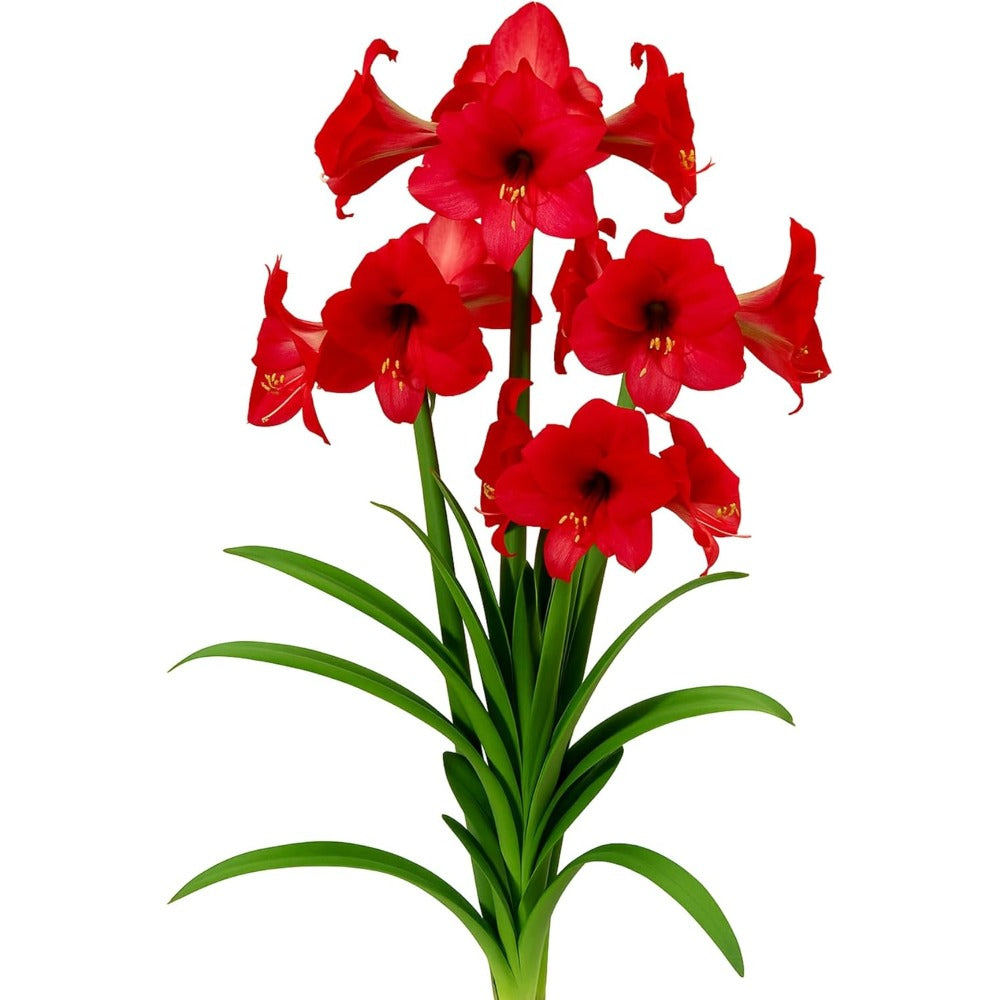 Amaryllis Bulbs – Large, vibrant pink flowers | Eye-catching indoor flowering bulbs | Easy-to-grow gift plant
