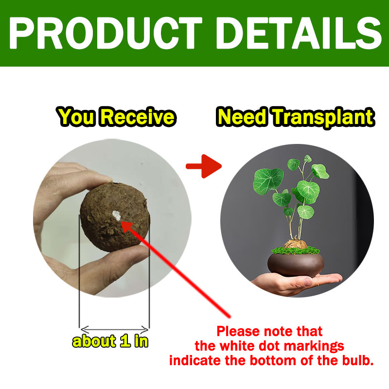 2 bulbs, not seeds, with a bulb diameter of 3-5 cm, suitable for indoor and outdoor garden planting