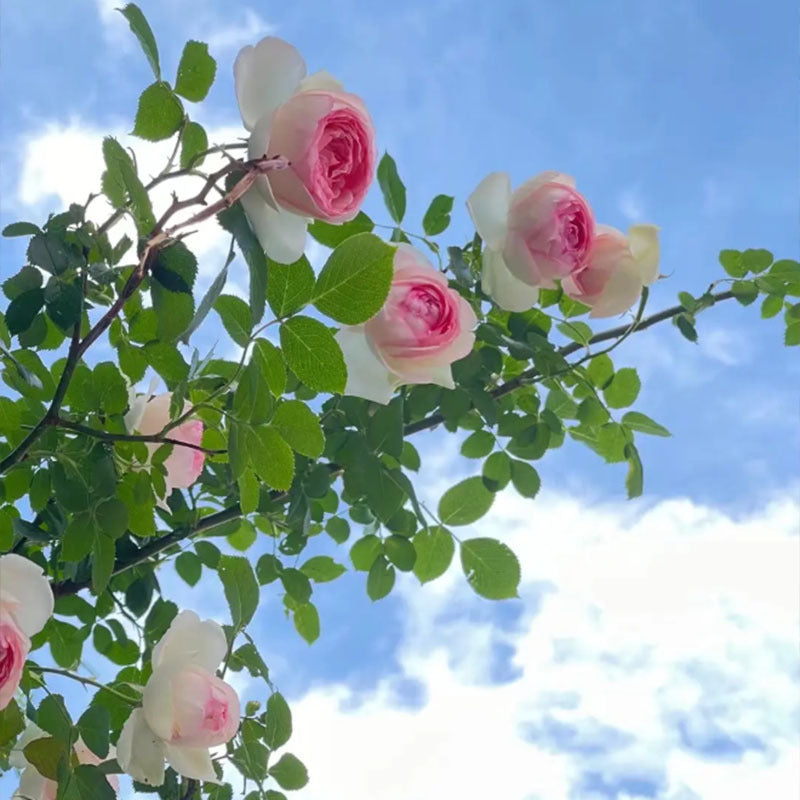 Eden Pink Climbing Rose Live Plant Sapling, 5-8\