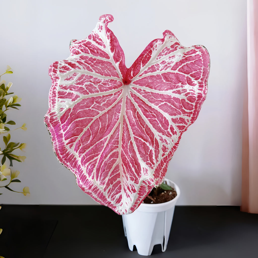 1 Plantable Caladium Bulb+1 pack of flower seeds, Pink series, white series, pink splash series