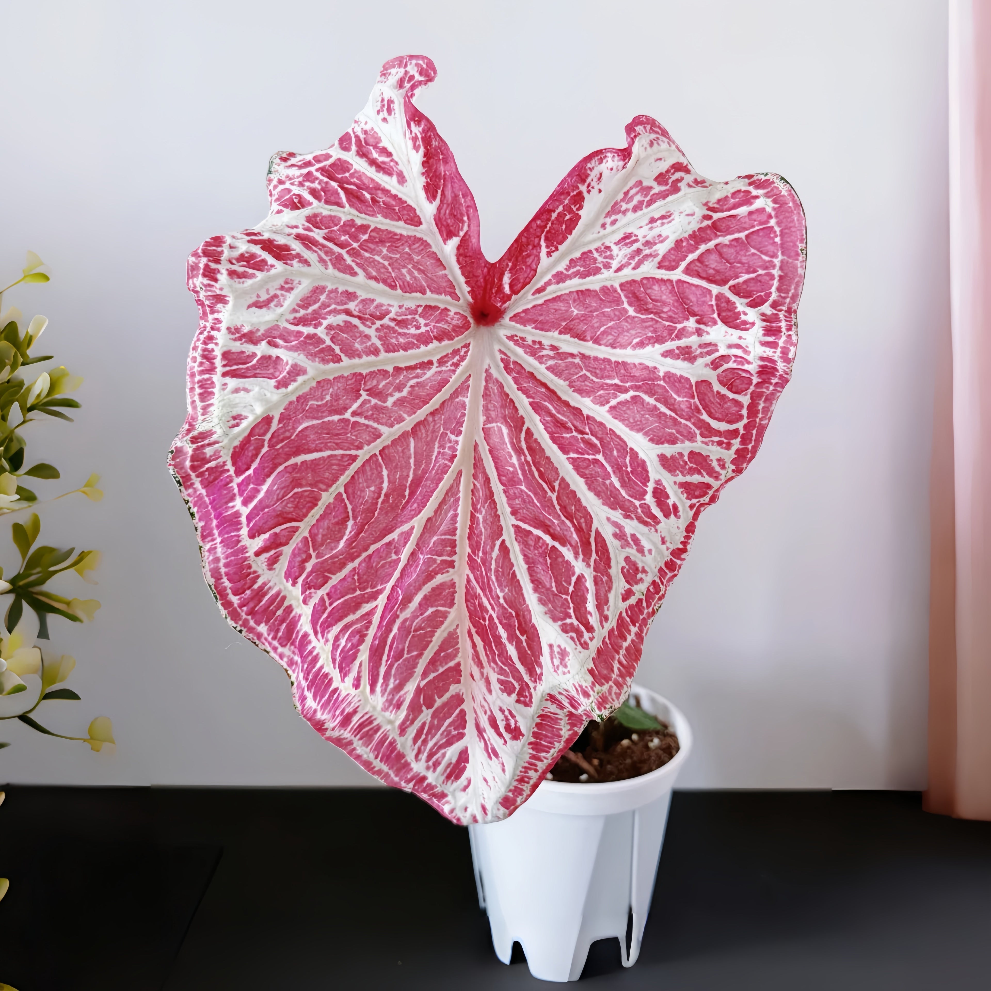 1 Plantable Caladium Bulb+1 pack of flower seeds, Pink series, white series, pink splash series