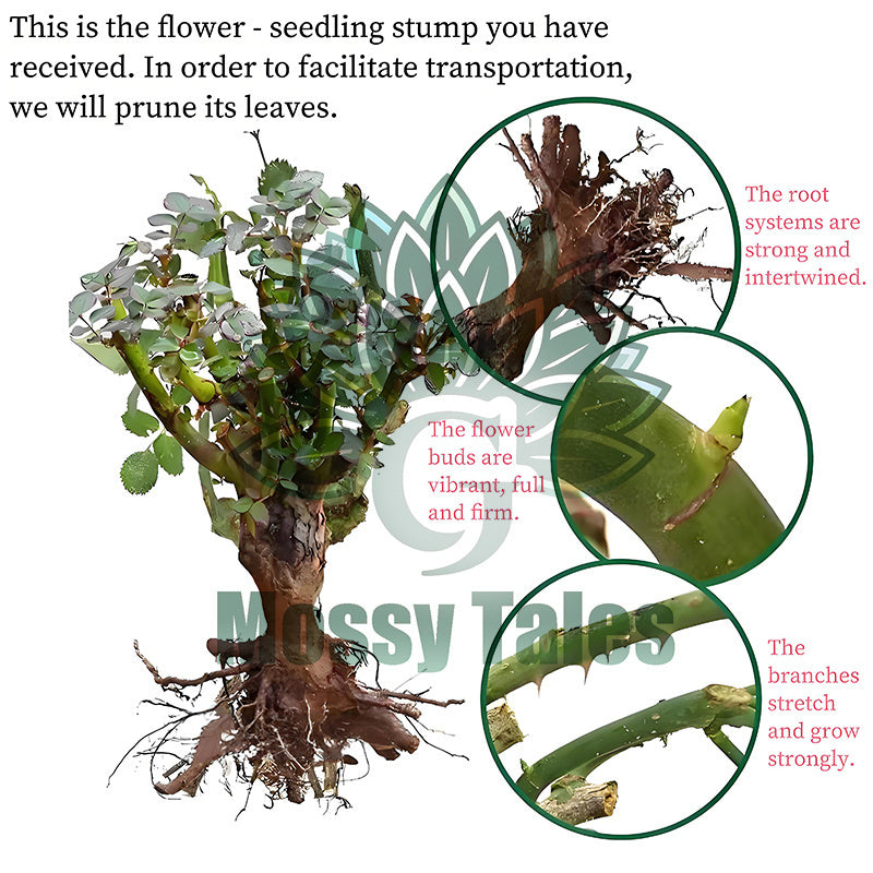 Eden Pink Climbing Rose Live Plant Sapling, 5-8\