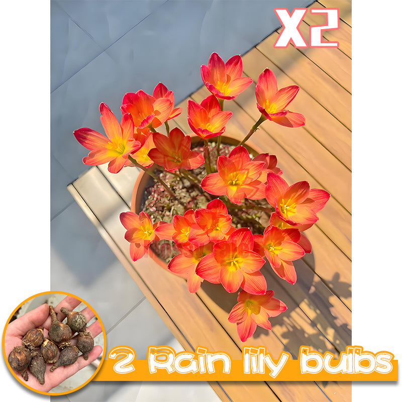 2 rain lily bulbs | Easy-to-grow perennial | Blooms profusely after rain | Adds vibrant color to garden beds and patio potted plants